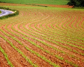 Feld