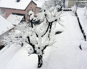 Schnéi 19.12.2010 013