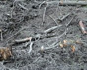 Beim Weier 15.4.2012 0008