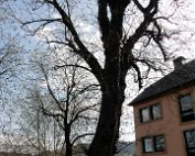 Dikrich 3.4.2012.2012 0012