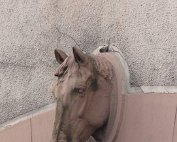 Am Gruef 10.10.2013 007
