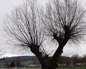 Dikrich 21.12.2014 0001