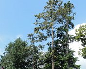 Park 27.7.2014 00010