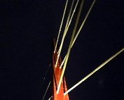 Bréck 20.1.2016 007
