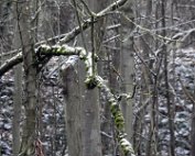 1 Schni 2.1.2017 014