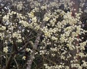 Bleien 24.3.2017 004
