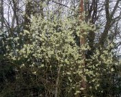 Bleien 24.3.2017 006