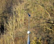 Diekirch 4.1.2017 003