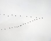 Hoergäns 2.2.2017 008