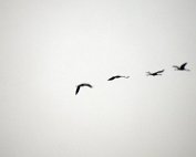 Hoergäns 2.2.2017 014