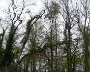 Natur15.4.2017 002