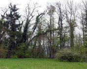 Natur15.4.2017 003