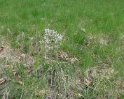 Natur15.4.2017 004