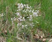 Natur15.4.2017 005