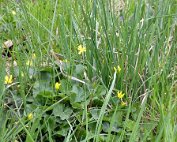 Natur15.4.2017 010