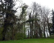 Natur15.4.2017 011