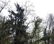 Natur15.4.2017 012