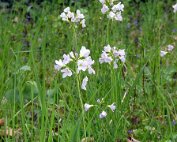 Natur15.4.2017 017