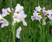 Natur15.4.2017 019