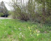 Natur15.4.2017 020
