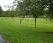 Schof 18.8.2017 004