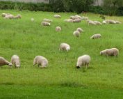 Schof 18.8.2017 005