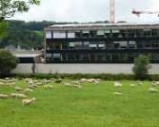 Schof 18.8.2017 011