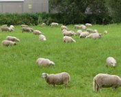 Schof 18.8.2017 014