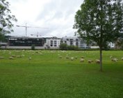 Schof 18.8.2017 015