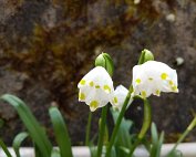 Blummen 16.3.2020 004