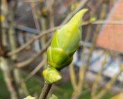Blummen 16.3.2020 006