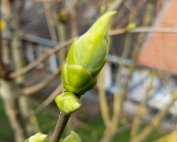 Blummen 16.3.2020 007
