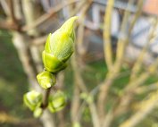 Blummen 16.3.2020 008