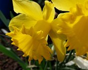 Blummen 16.3.2020 009