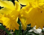 Blummen 16.3.2020 010