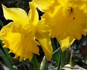 Blummen 16.3.2020 011
