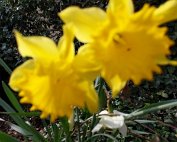 Blummen 16.3.2020 012