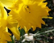 Blummen 16.3.2020 013