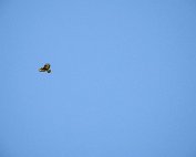 Bussard 5.4.2020 003