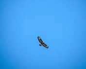 Bussard 5.4.2020 004