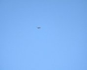 Bussard 5.4.2020 005