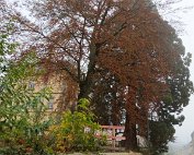 Diekirch 10.11.2020 017