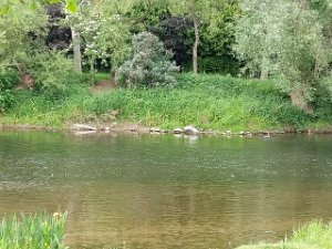 Sauer 23.5.2020