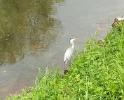 Sauer 23.5.2020 004
