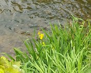 Sauer 23.5.2020 007
