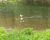 Sauer 23.5.2020 009