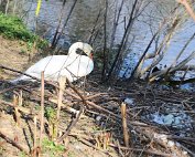 Schwan 8.4.2020002