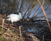Schwan 8.4.2020004