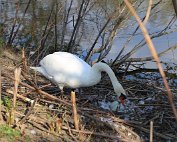 Schwan 8.4.2020005