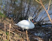 Schwan 8.4.2020006